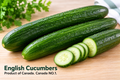 English Cucumbers -Product of Canada. Canada NO.1  : Pack of 3