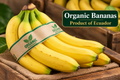 Organic Bananas -Product of Ecuador 3 Lb